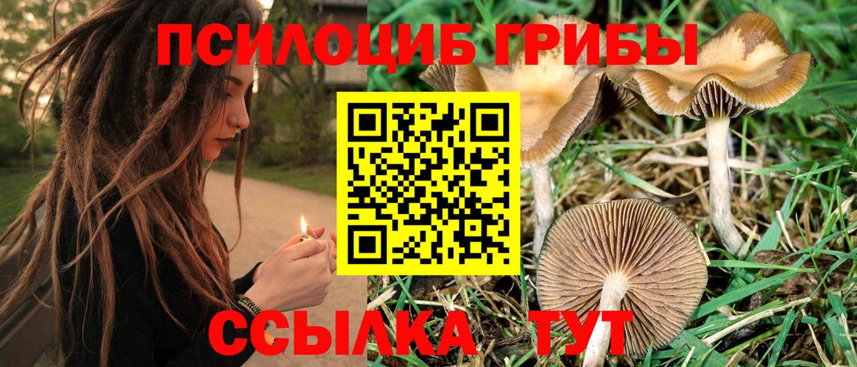 Псилоцибиновые грибы мицелий Знаменск